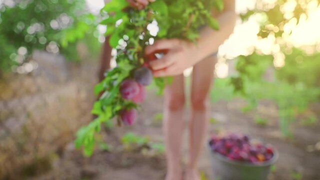 Tree full of blue plums in an orchard. Woman picking blue plums in a orchard. Plum's branch in orchard with lot of fruit in sunlight.
