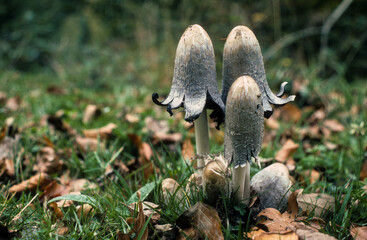 Champignon, Coprin chevelu , Coprinus comatus