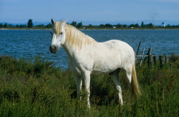 Cheval, race Camarguaise, Camargue, 34