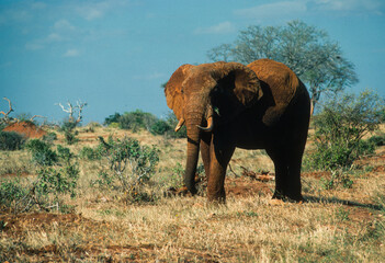 Obraz premium Éléphant d'Afrique, Loxodonta africana, Parc national du Tsavo, Kenya