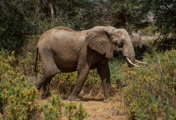 Naklejka na ściany i meble Éléphant d'Afrique, Loxodonta africana, Parc national de Samburu, Kenya