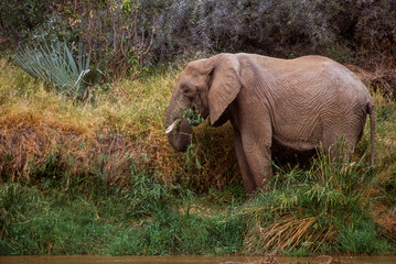 Fototapeta na wymiar Éléphant d'Afrique, Loxodonta africana, Parc national de Samburu, Kenya