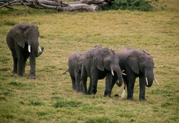 Fototapeta premium Éléphant d'Afrique, Loxodonta africana, Parc national de Samburu, Kenya