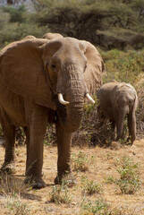Obraz premium Éléphant d'Afrique, Loxodonta africana, Parc national de Samburu, Kenya
