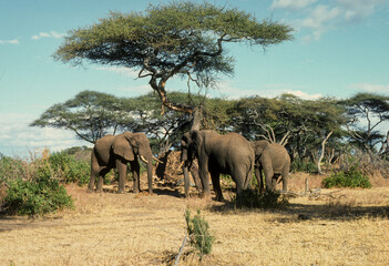 Éléphant d'Afrique, Loxodonta africana, Parc national de Samburu, Kenya