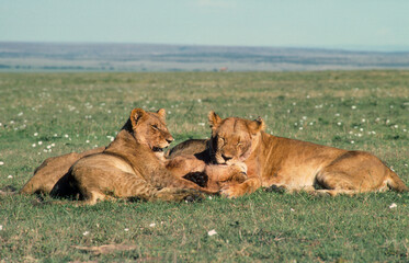 lion, femelle, lionne, Panthera leo, Afrique