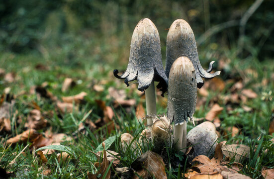 Champignon, Coprin chevelu , Coprinus comatus