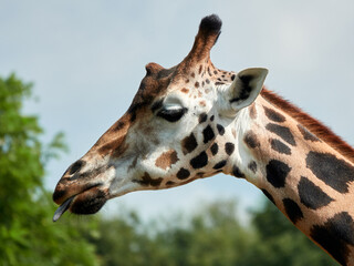 portrait of a giraffe. close up of the head, against blue sky with trees. with copy space, no people. Fun idea for poster of postcard