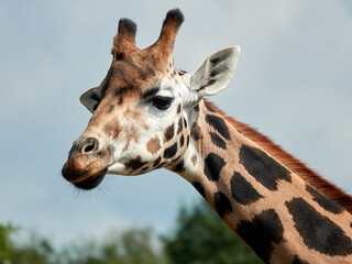 portrait of a giraffe. close up of the head, against blue sky with trees. with copy space, no people. Fun idea for poster of postcard