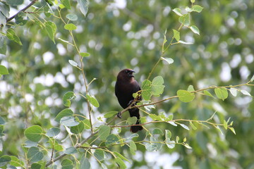 blackbird on a tree