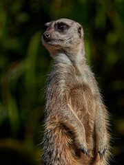 close up portrait of a watchfull meercat with dark background. low key photography. no people, with copyspace. 