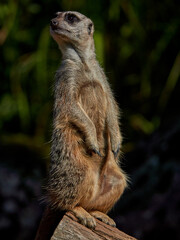 close up portrait of a watchfull meercat with dark background. low key photography. no people, with copyspace. 