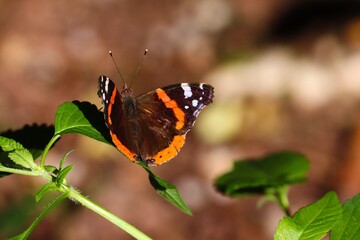 Admiral sitzt auf einem Zweig