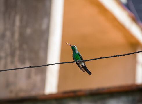 Small beautiful green Eriocnemis hummingbird perched on a wire during the daytime