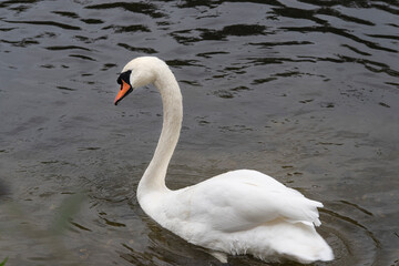 Close-up of a white swan on the water