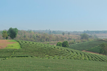 Fototapeta na wymiar Green tea plantations in the fields are beautiful rows