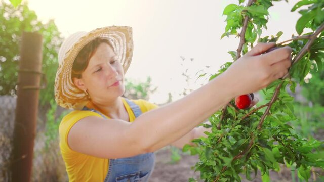 Fruit picking. Woman harvesting plums from the plum tree. Growing organic fruits in home garden. Healthy natural food. Hobbies, gardening.
