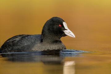 Coot close up