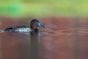 Tufted duck female on the lake
