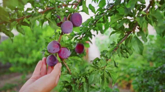 Good harvest of juicy ripe purple plums on plum tree branches in an orchard in summer. Farmer's hands with freshly harvested plums. Fruit picking.