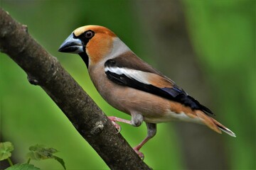 Gros-bec casse-noyaux mâle (Coccothraustes coccothraustes), Neuchâtel, Suisse.
