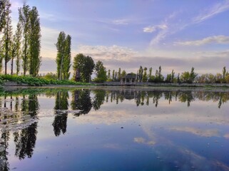 Reflection of trees in water