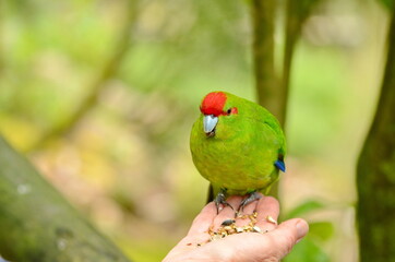 Red-crowned parakeet near Otorohanga, Waikato region, North Island, New Zealand