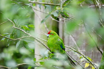 Red-crowned parakeet near Otorohanga, Waikato region, North Island, New Zealand