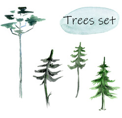 Watercolor drawing of several conifers, fir trees, pines and spruce, isolated on a white background.