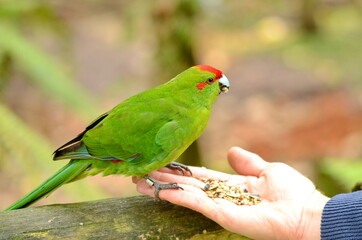 Red-crowned parakeet near Otorohanga, Waikato region, North Island, New Zealand