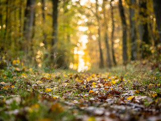 Chemin de forêt parsemé de feuilles colorées d'automne