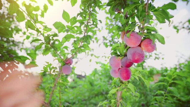 Farmer's hands with freshly harvested plums. Fruit picking. Good harvest of juicy ripe purple plums on plum tree branches in an orchard in summer. 