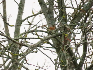 woodpecker on a tree