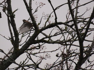 bird on tree