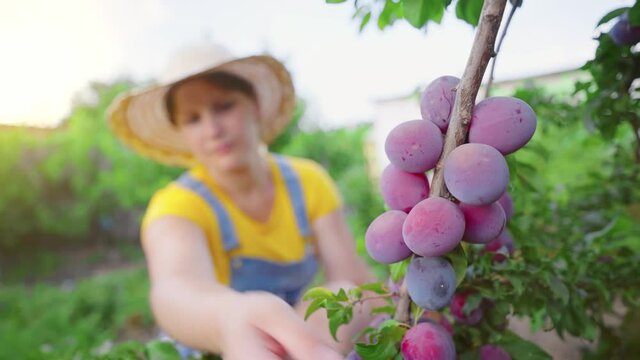 Woman harvesting plums from the plum tree. Growing organic fruits in home garden.  Fruit picking. Healthy natural food. Hobbies, gardening.