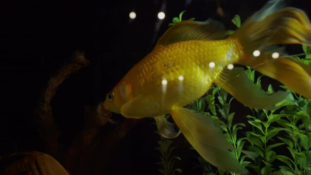 An Aquarium. Fish Tank. Goldfish are swimming in fishbowl. Koi. A green beautiful planted tropical freshwater aquarium with fishes.