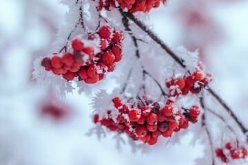 Raw rowan bunches on a tree covered with frozen snow. Horizontal natural winter background. New year and Christmas time. Copy space