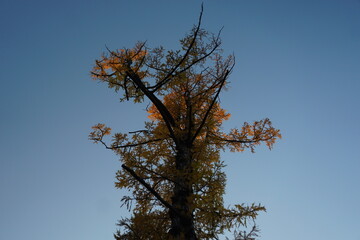 Tree in the rays of sunset
