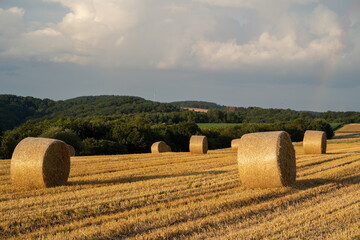 Harvested field with many straw bales is illuminated by the sun in the evening