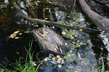 Obraz premium Autumn leaves in the pond