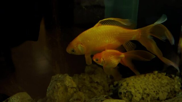 Goldfish are swimming in fishbowl. An Aquarium. Fish Tank. Koi. A green beautiful planted tropical freshwater aquarium with fishes.