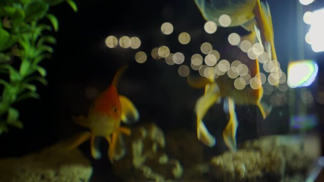 Koi. An Aquarium. Fish Tank. Fancy Orange Goldfish in the Water. A group of ornamental fish in tank. Underwater inhabitants. Pets. Fulfillment of desires.