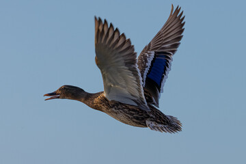 Very close view of a female wild duck flying,  seen in a North California marsh