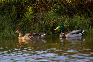 Male and female wild duck,  seen in a North California marsh
