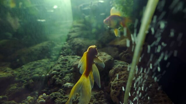 Fancy Orange Goldfish in the Water. A group of ornamental fish in tank. Underwater inhabitants. Pets. Fulfillment of desires.