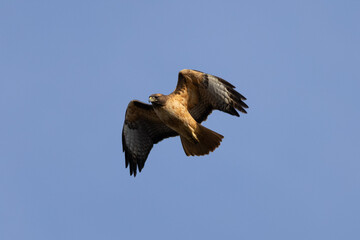 red-tailed hawk flying  in beautiful light , seen in the wild in  North California 