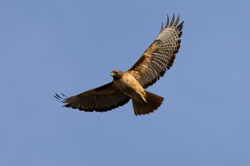 red-tailed hawk flying  in beautiful light , seen in the wild in  North California 