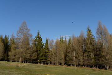 Forest in the Kurai steppe. Gorny Altai, Kosh-Agachsky district, Russia