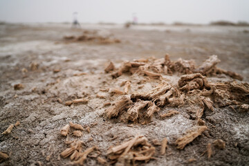 Wilderness desert death haloxylon, Sand and wind erosion