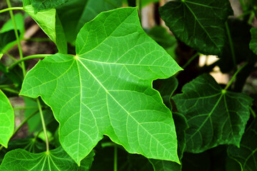 light green castor leaf